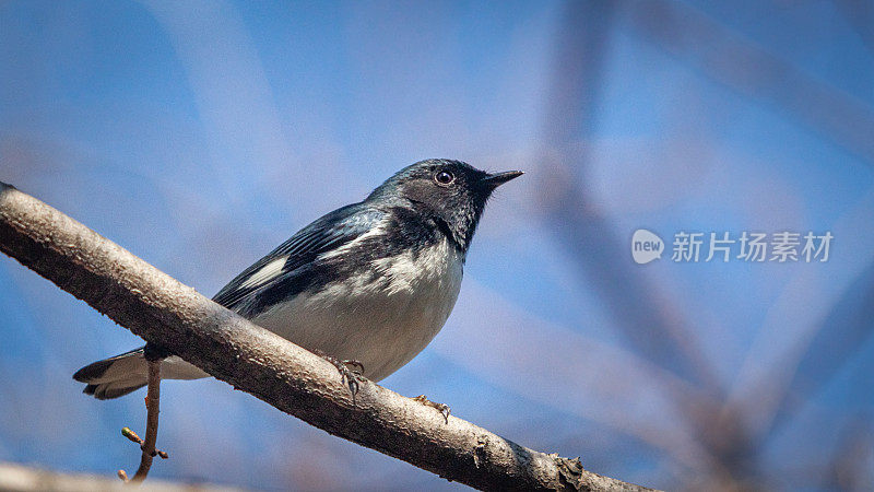 Paruline bleue，（Setophaga caerulecens），黑喉蓝莺，Reinita Azulada。